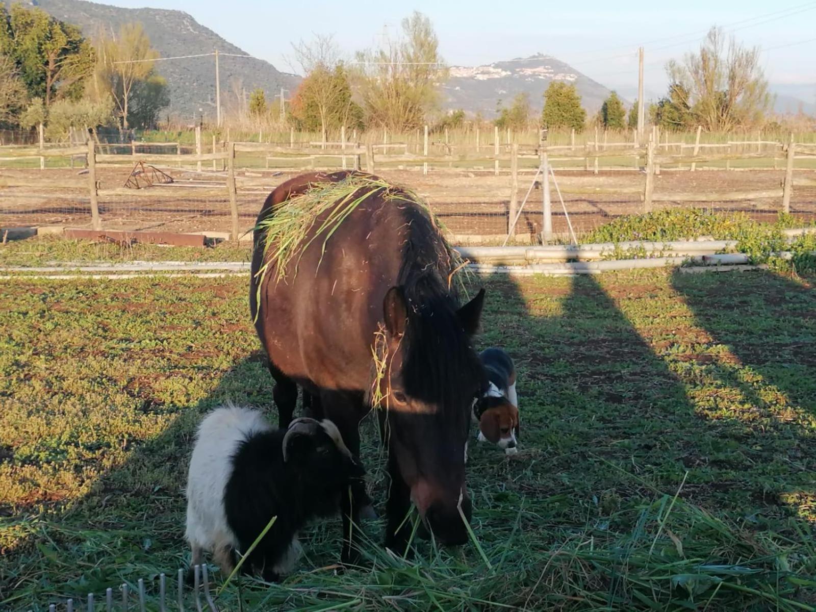 Casale Cavatella Acomodação com café da manhã Sermoneta Exterior foto
