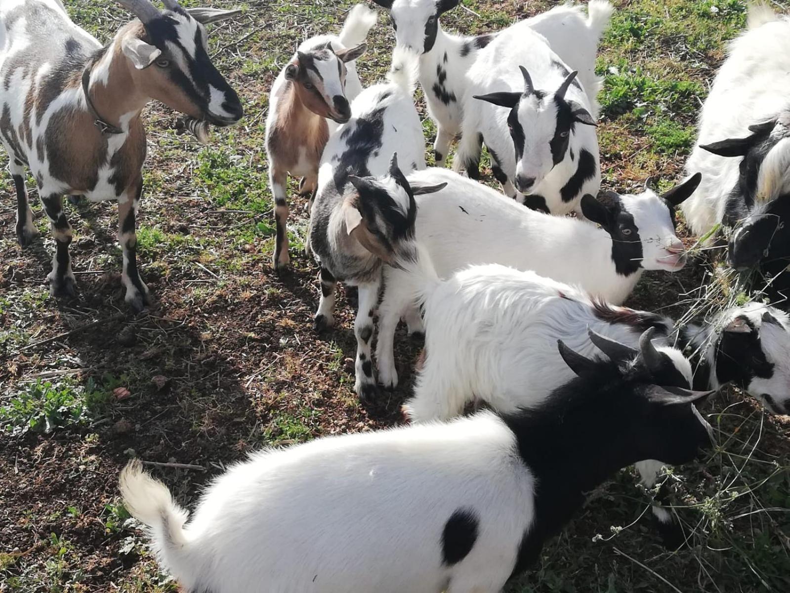 Casale Cavatella Acomodação com café da manhã Sermoneta Exterior foto